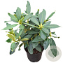 Rhododendron Walküre 30-40 cm 5,0L struik