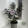 Sambucus nigra Black Tower 40-50 cm 5,0L