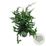 Chamaecyparis p. 'Teddy Bear' 60-80 cm 7,5L