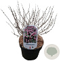 Symphoricarpos d. 'Magic Berry' 30-40 cm 3,0L