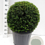 Taxus baccata 65 cm container bol