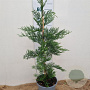 Cupressocyparis leylandii 80-100 cm 3,0L