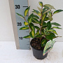 Elaeagnus ebbingei 'Limelight' 125-150 cm 20L