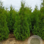 Thuja occ. 'Brabant' 275-300 cm met kluit