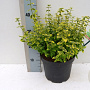 Euonymus fortunei 'Emerald 'n Gold' 20 cm op 2,0L
