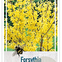 Forsythia intermedia 'Goldrausch' 30-40 cm 3,0L