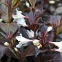 Weigela Black and White 25 cm 2,0L