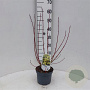Cornus alba 'Aurea' 30-40 cm 3,0L