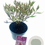 Cornus alba Miracle 25-30 cm 2,0L