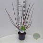 Cornus alba 'Spaethii' 30-40 cm 3,0L
