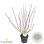 Cornus alba 'Spaethii' 30-40 cm 3,0L