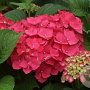 Hydrangea macrophylla 'Masja' 20-25 cm 2,0L