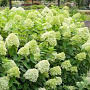 Hydrangea paniculata 'Limelight' 80 cm stam 7,5L