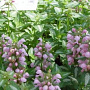 Lamium maculatum 'Shell Pink' GM P9