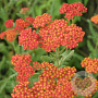 Achillea 'Safran' GM P9 Chemievrij