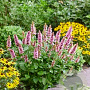 Agastache Beelicious Pink GM P9 Chemievrij