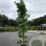 Liquidambar styraciflua 'Slender Silhouette' 10-12 HO 25L geveerd