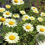 Anthemis hyb. 'E.C. Buxton' GM P9 Chemievrij