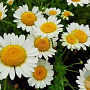 Anthemis hyb. 'Sauce Hollandaise' GM P9 Chemievrij