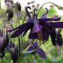 Aquilegia atrata GM P9 Chemievrij