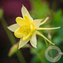 Aquilegia chrysantha 'Yellow Queen' GM P9 Chemievrij