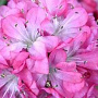 Armeria mar. 'Armada Rose' GM P9