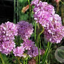 Armeria ps. 'Ballerina Lilac' GM P9