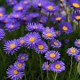 Aster alpinus GM P9 Chemievrij