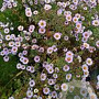 Aster amethystinus 'Freiburg' GM P9 Chemievrij