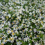 Aster divaricatus GM P9 Chemievrij