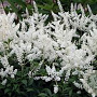 Astilbe (J) 'Deutschland' GM P9 Chemievrij