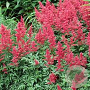Astilbe (A) 'Glut' GM P9 Chemievrij
