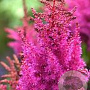 Astilbe 'Maggie Daley' GM P9