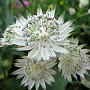 Astrantia major GM P9 Chemievrij