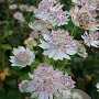Astrantia maj. 'Rosa Lee' GM P9