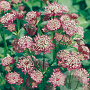 Astrantia maj. 'Rubra' GM P9