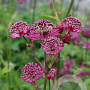 Astrantia maj. 'Ruby Cloud' GM P9