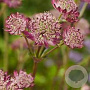 Astrantia maj. 'Star of Beauty' GM P9 Chemievrij