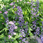 Nepeta faassenii 'Grol' GM P9