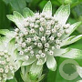 Astrantia maj. 'Star of Billion' GM P9 Chemievrij