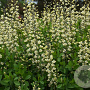Baptisia 'Vanilla Cream' GM P9