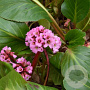 Bergenia 'Rosi Klose' GM P9 Chemievrij