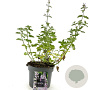 Nepeta faassenii 'Six Hills Giant' GM 2,0L