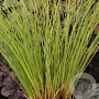 Carex flagellifera 'Kiwi' GM P9 Chemievrij