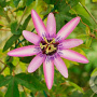 Passiflora 'Lavender Lady' 70 cm 2,0L