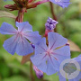 Ceratostigma willmottianum GM P9