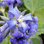 Clematis 'Côte d'Azur' GM P9 Chemievrij