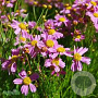 Coreopsis r. 'American Dream' GM P9 Chemievrij