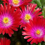 Delosperma c. 'Jewel of Des Garnet' GM P9 Chemievrij