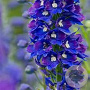 Delphinium (P) 'King Arthur' GM P9 Chemievrij
